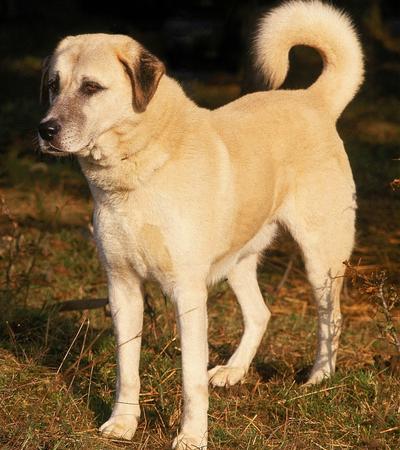 strong dog anatolian shepherd.