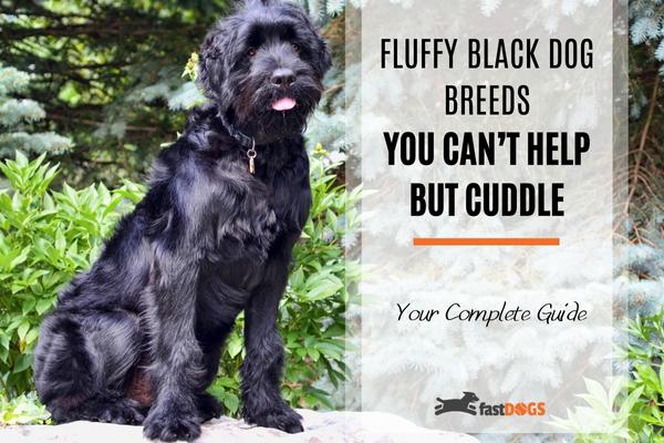 Fluffy Black Dog Breeds You Can't Help But Cuddle