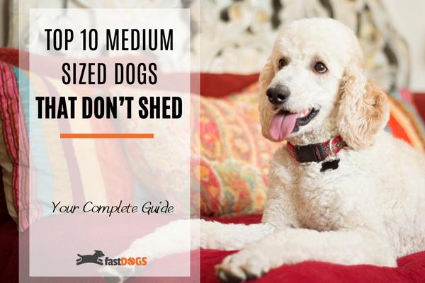 Medium Sized Dogs That Don’t Shed.