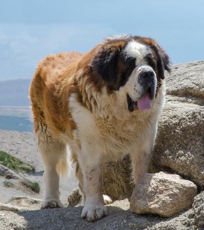big fluffy bear dog caucasian shepherd.