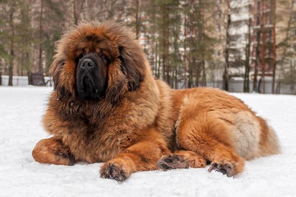 big fluffy bear dog tibetan mastiff.