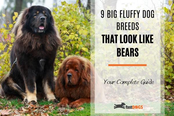 big fluffy dog breeds that look like bears.