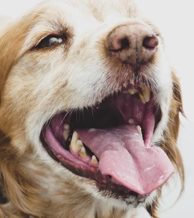 home remedies for dog breath.
