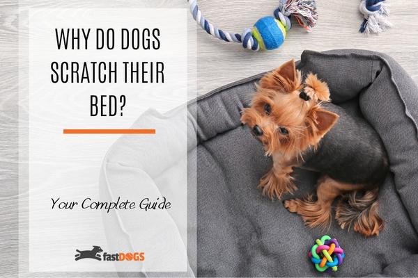 why do dogs scratch their bed.