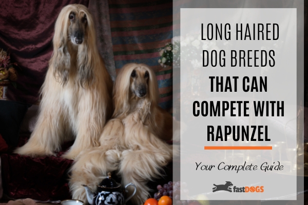 Long Haired Dog Breeds.