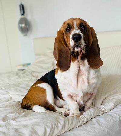 are basset hounds good with cats.