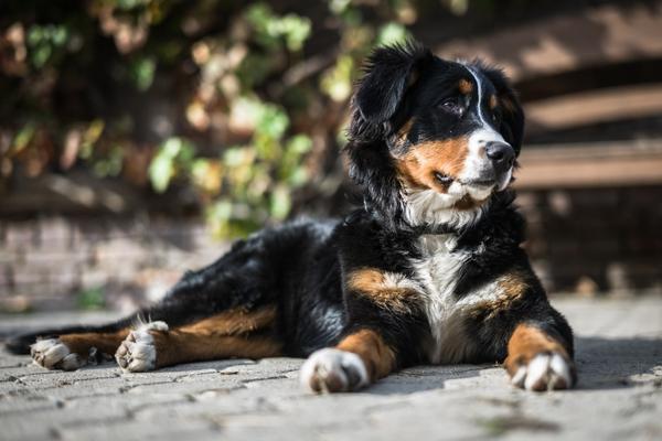 are bernese mountain dogs good with cats.
