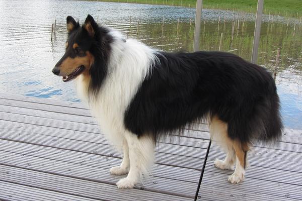 are long-haired collies good with cats.