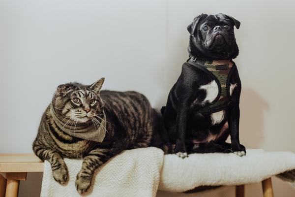 are pugs good with cats.