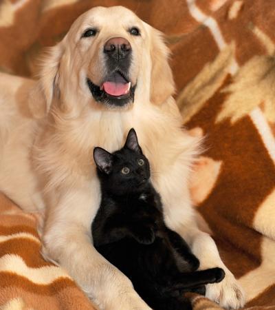 cats and golden retrievers.