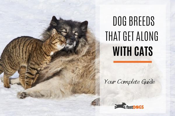 dog breeds that get along with cats.