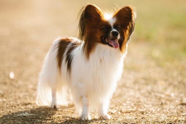 dogs that are good with cats papillon.