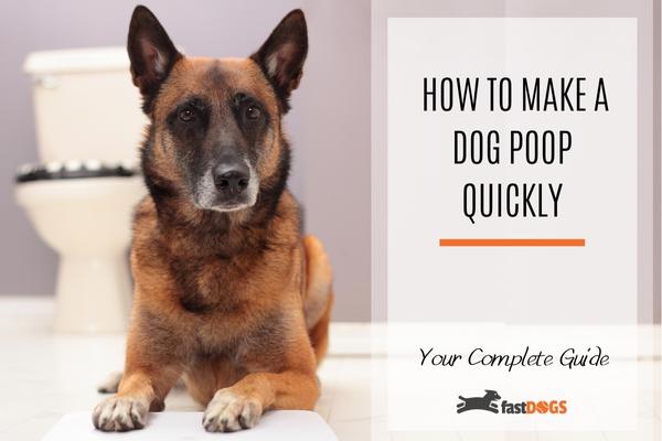 how to make a dog poop quickly.