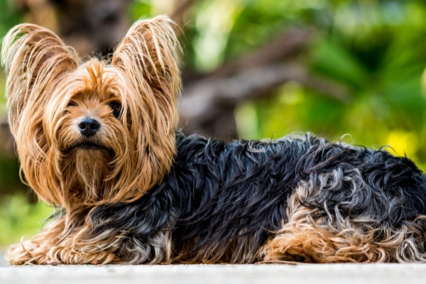 long haired yorkshire terrier.