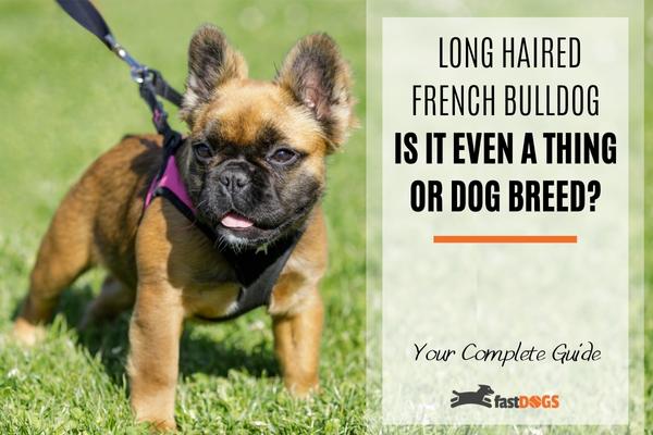 Long Haired French Bulldog.