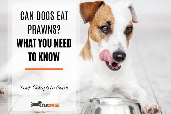 Can Dogs Eat Prawns.