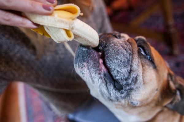 are bananas good for dogs.