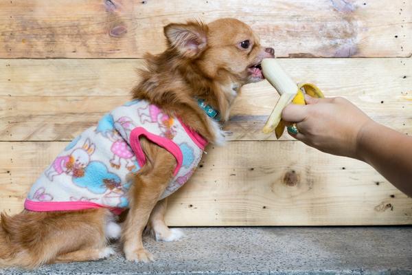 banana for dogs.