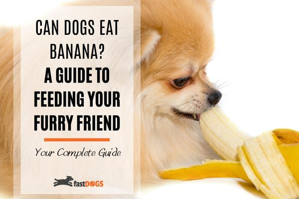 can dogs eat banana.