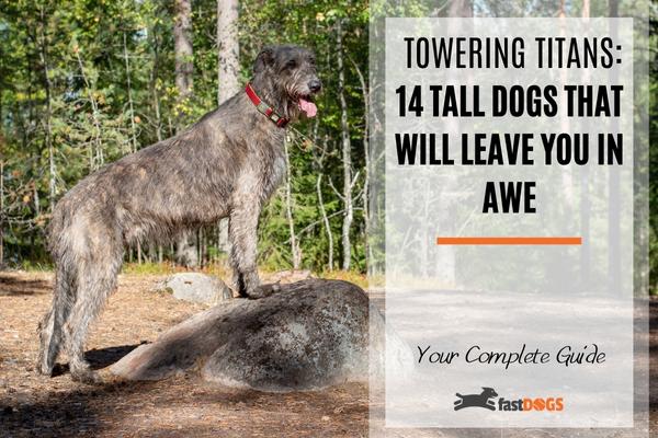 tall dog breeds.