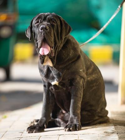 tall dog neapolitan mastiff.