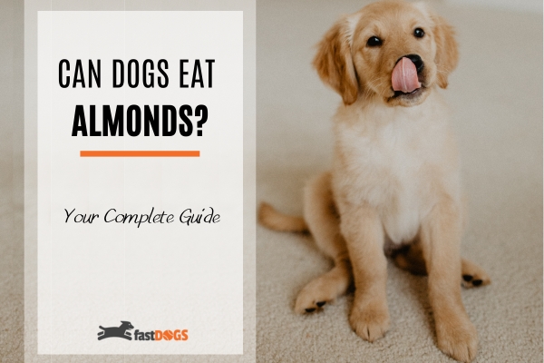 can dogs eat almonds.