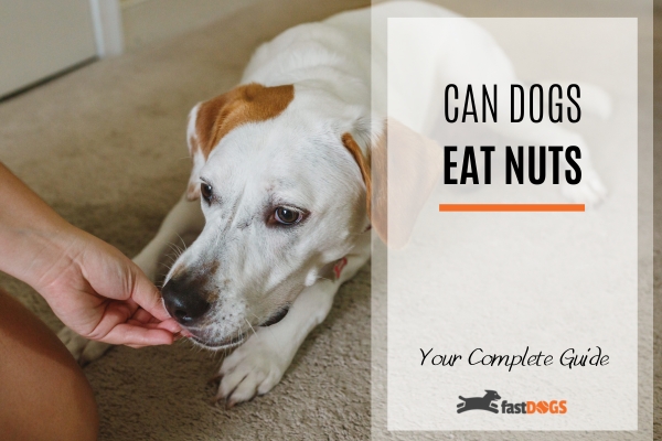 can dogs eat nuts.
