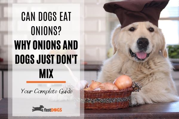 can dogs eat onions.