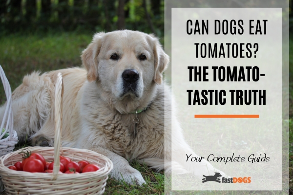 can dogs eat tomatoes.