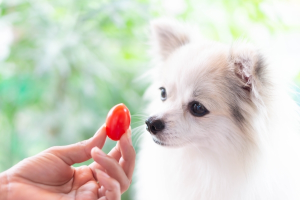 tomatoes for dogs.