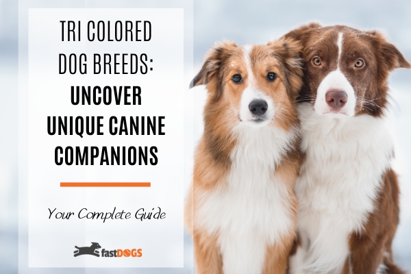 Tri Colored Dog Breeds.