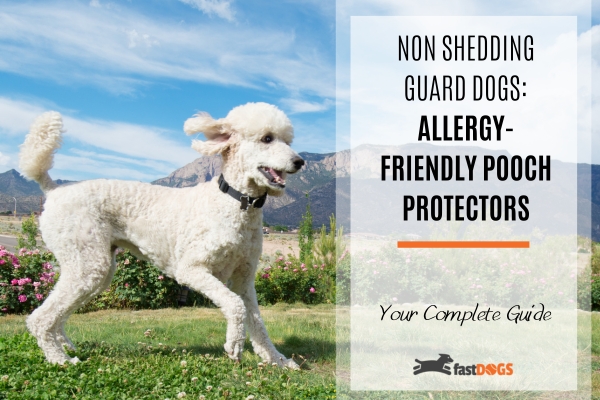 best non shedding guard dog.