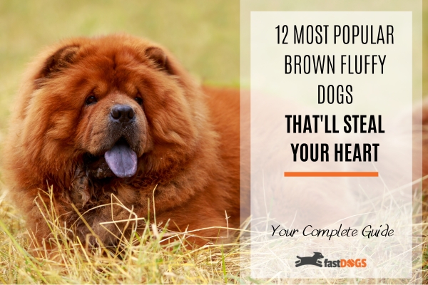 brown fluffy dog breeds.
