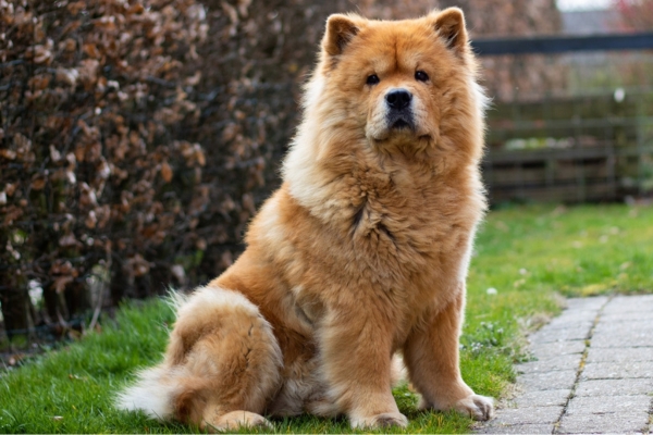 brown fluffy dog chow chow.