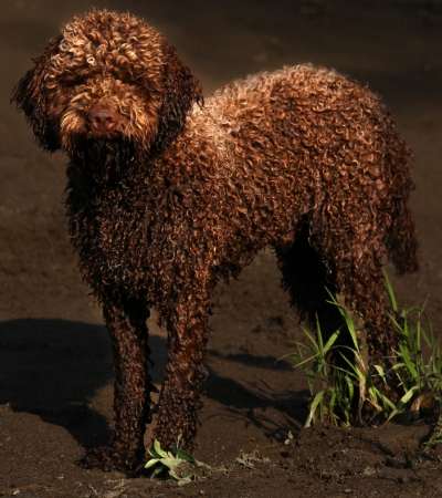 brown fluffy dog lagotto romagnolo.