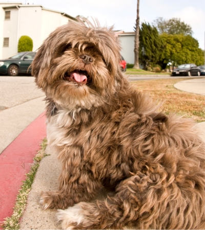 brown fluffy dog lhasa apso.
