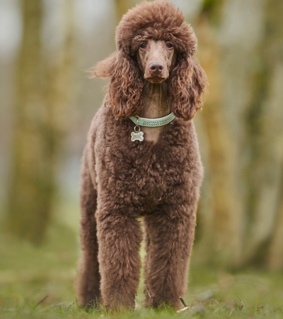 brown fluffy dog standard poodle.