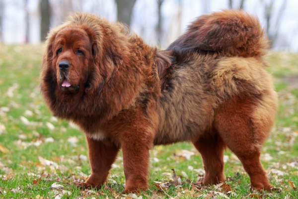 brown fluffy dog tibetan mastiff.
