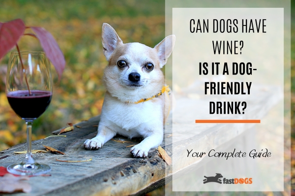 can dogs drink wine.