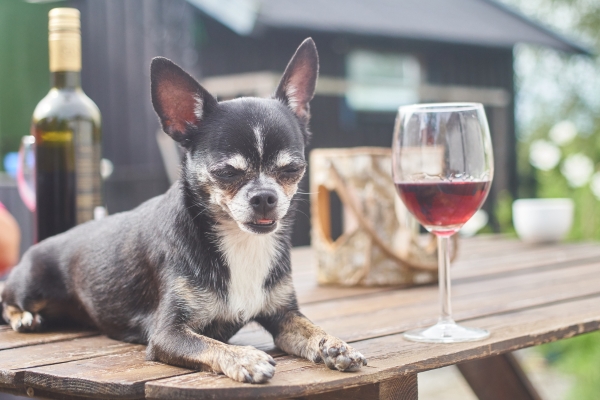 can dogs have red wine.