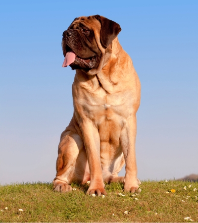 dog with strongest bite english mastiff.