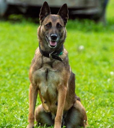 dogs with pointy ears belgian malinois.