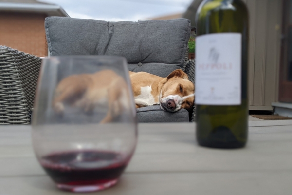 is wine bad for dogs.