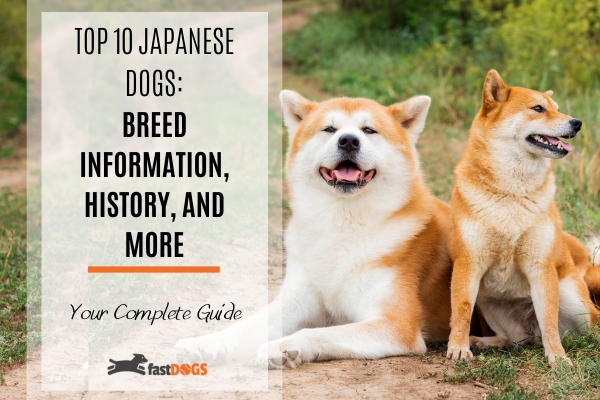 japanese dog breeds.