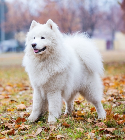 Non Shedding Guard Dogs: Allergy-Friendly Pooch Protectors