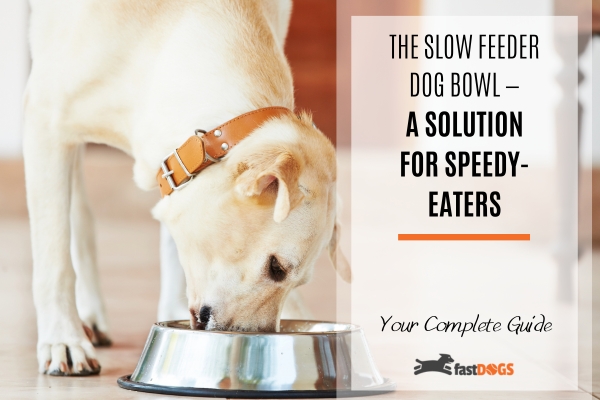 slow feeder dog bowl.