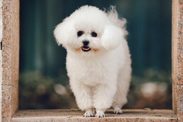 small white fluffy dog bichon frise.