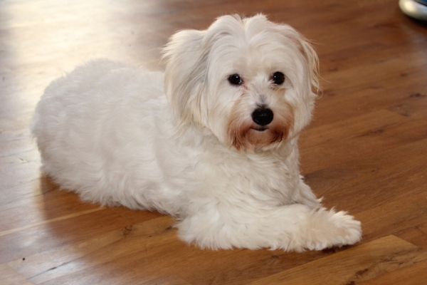 small white fluffy dog coton de tulear.