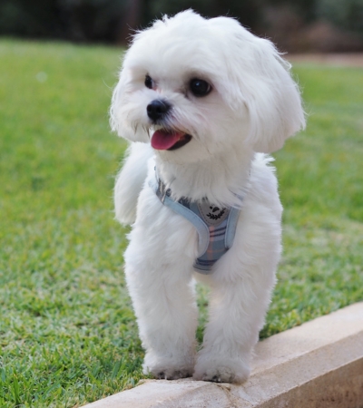 small white fluffy dog maltese.