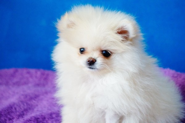 small white fluffy dog pomeranian.
